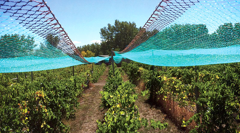 Hardy Vines