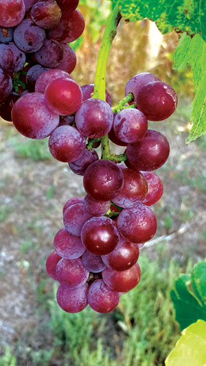 Hardy Vines