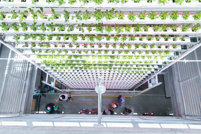 Vertical Harvest
